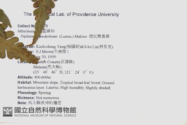 德氏雙蓋蕨藏品圖，第2張