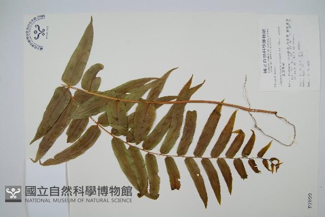 長葉腎蕨藏品圖，第1張