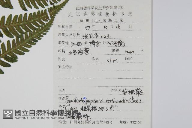 紫柄蕨藏品圖，第2張