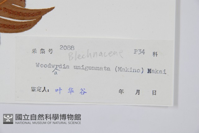 生芽狗脊蕨、頂芽狗脊蕨藏品圖，第1張