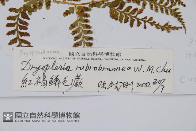 紅褐鱗毛蕨藏品圖，第2張