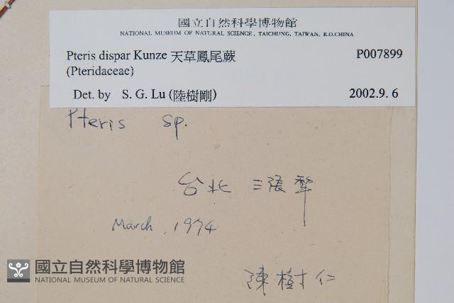 天草鳳尾蕨藏品圖，第2張