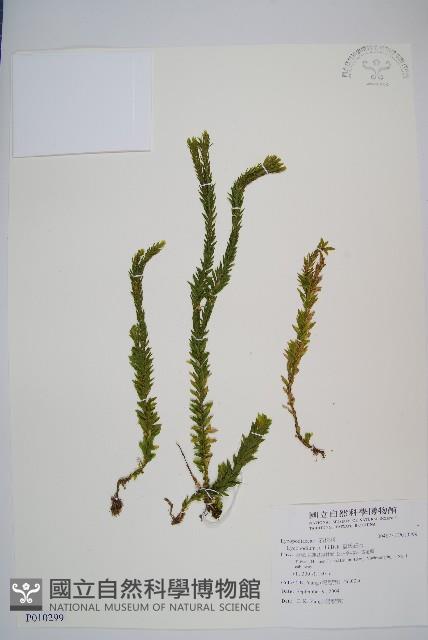 福氏石松藏品圖，第1張