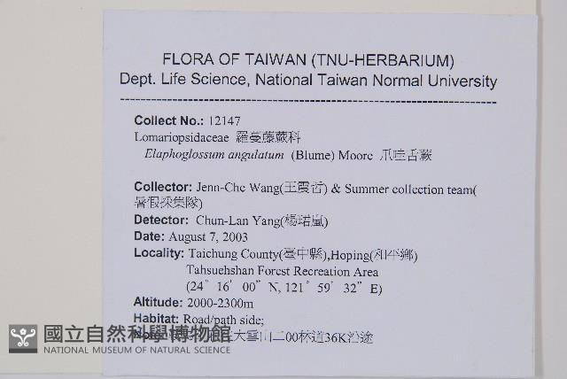 爪哇舌蕨藏品圖，第2張