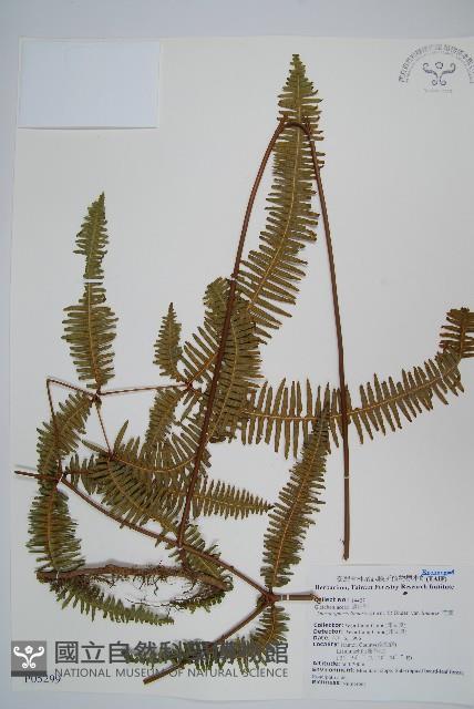 芒萁藏品圖，第1張