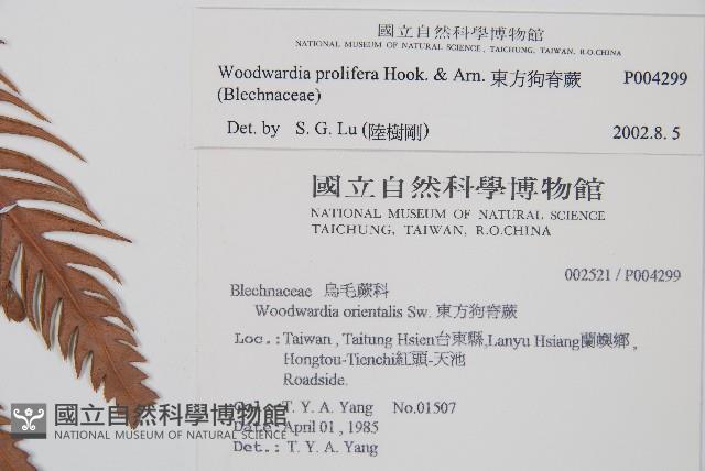 東方狗脊蕨藏品圖，第2張