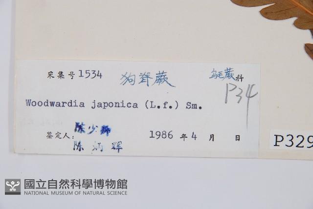 日本狗脊蕨藏品圖，第2張