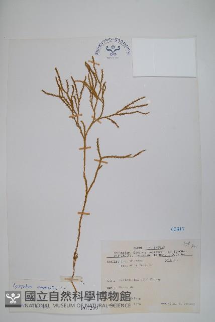 地刷子藏品圖，第1張