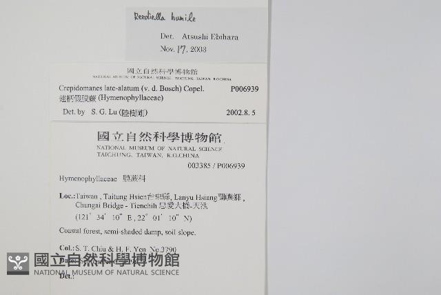 厚邊蕨藏品圖，第2張