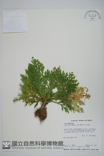 萬年松藏品圖，第1張