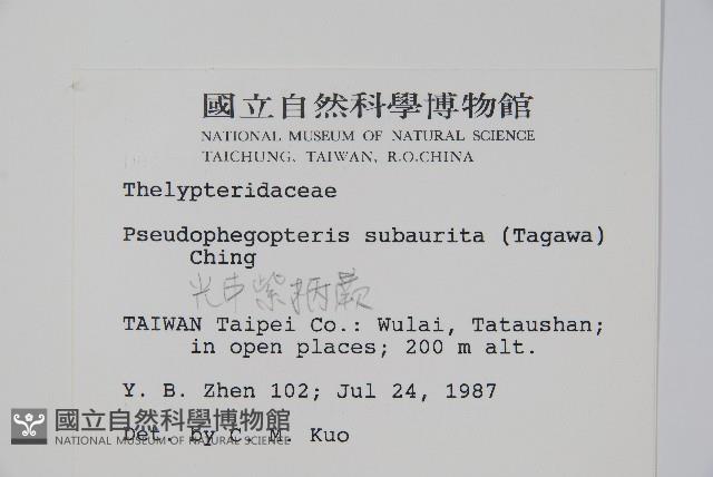 光囊紫柄蕨藏品圖，第2張