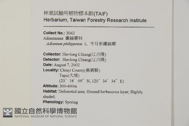 半月形鐵線蕨藏品圖，第2張