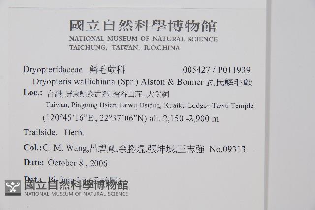 瓦氏鱗毛蕨藏品圖，第2張