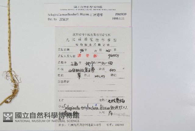 江南卷柏藏品圖，第2張