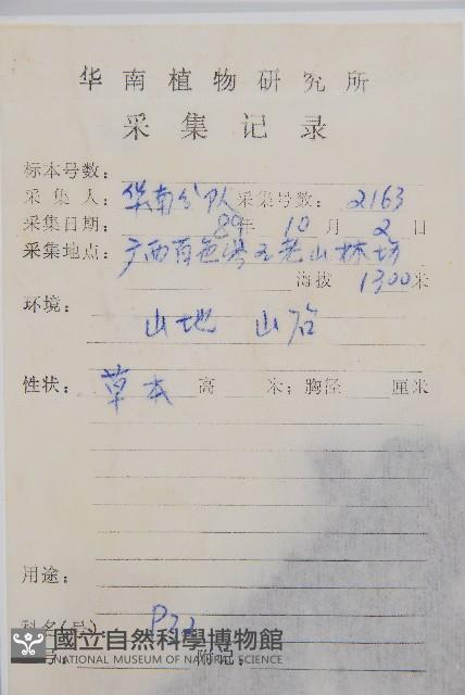 萊氏鐵角蕨藏品圖，第2張