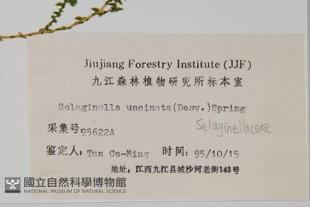 翠雲草、藍草藏品圖，第2張