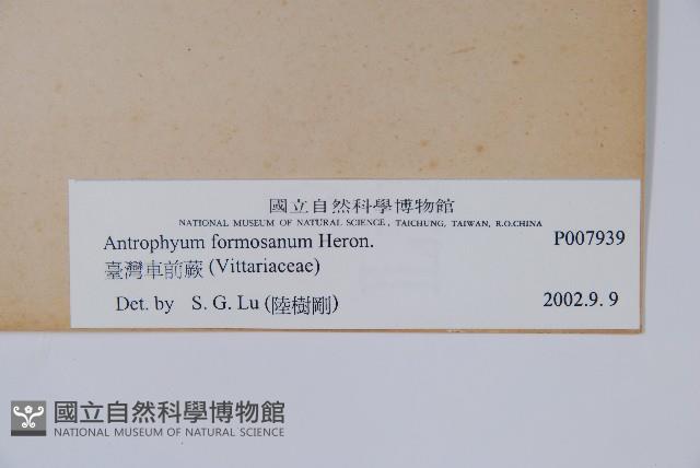 臺灣車前蕨藏品圖，第2張