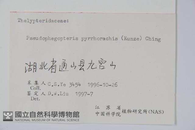 紫柄蕨藏品圖，第2張