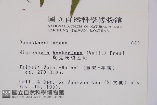 虎克氏鱗蓋蕨藏品圖，第2張
