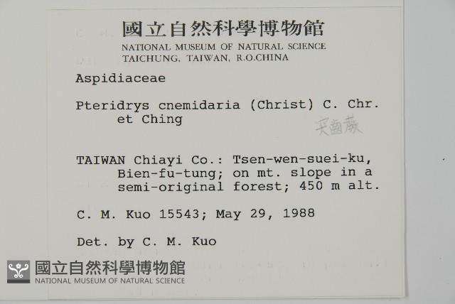 長柄牙蕨藏品圖，第2張