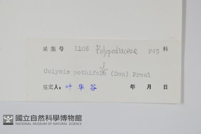 大線蕨藏品圖，第2張