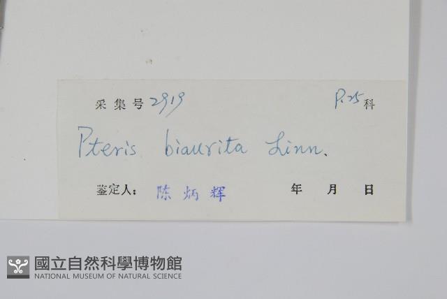 弧脈鳳尾蕨藏品圖，第2張