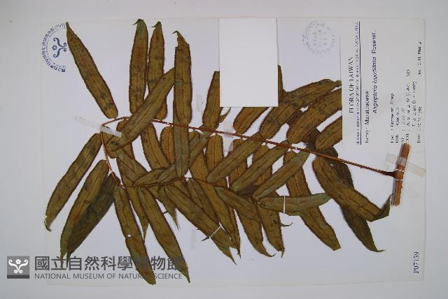 觀音座蓮藏品圖，第1張
