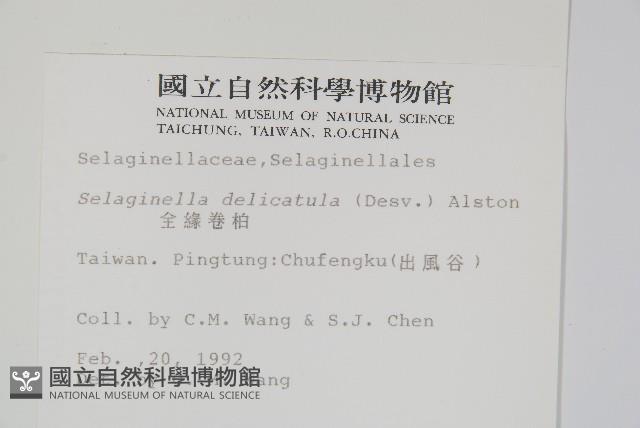 全緣卷柏藏品圖，第2張