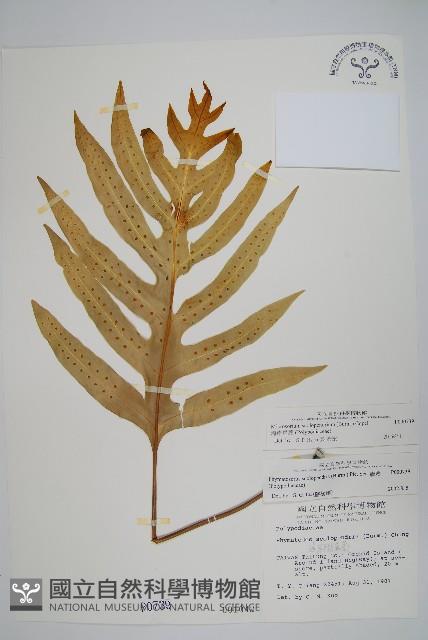 海岸星蕨藏品圖，第1張