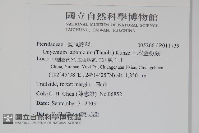 日本金粉蕨藏品圖，第2張