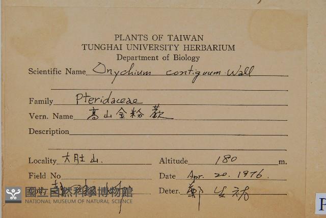 高山金粉蕨藏品圖，第2張