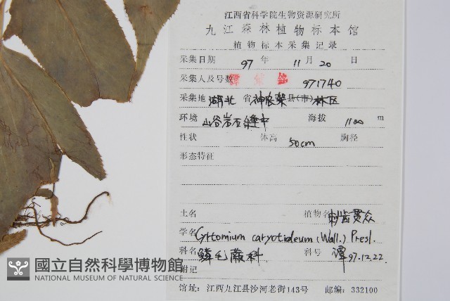 細齒貫眾蕨藏品圖，第2張