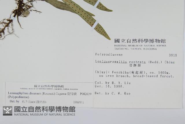 骨牌蕨藏品圖，第2張