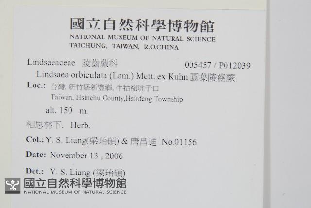 圓葉陵齒蕨藏品圖，第2張