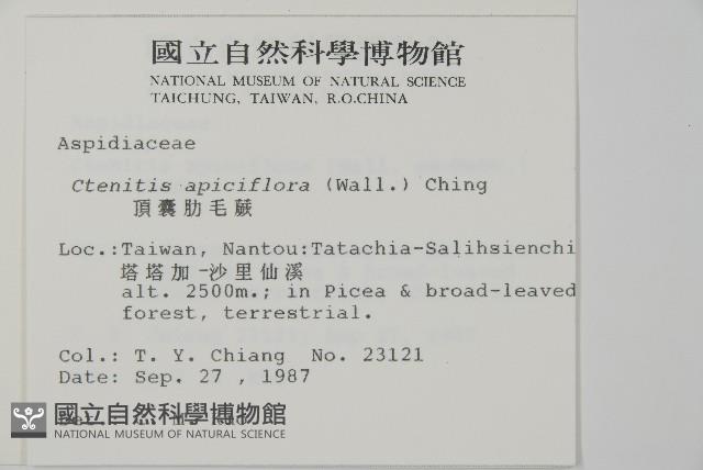 頂囊肋毛蕨藏品圖，第2張