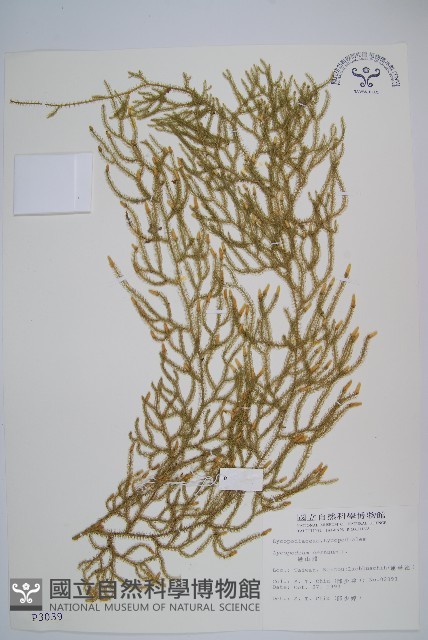 過山龍藏品圖，第1張