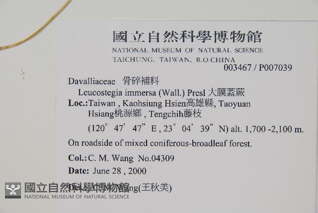 大膜蓋蕨藏品圖，第2張