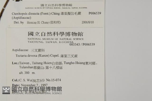 薄葉擬肋毛蕨藏品圖，第2張