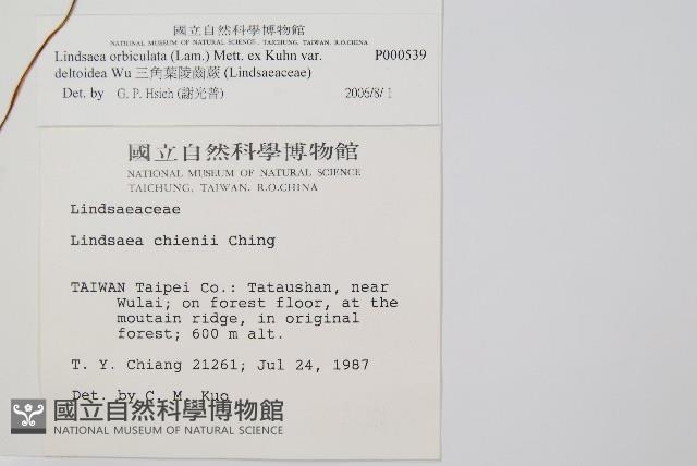 三角葉陵齒蕨藏品圖，第2張