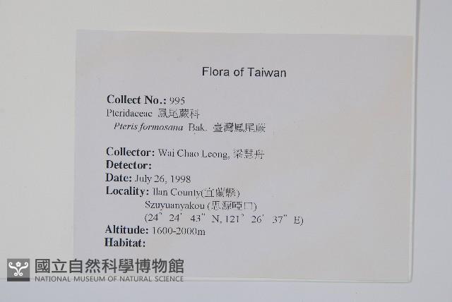 臺灣鳳尾蕨藏品圖，第2張