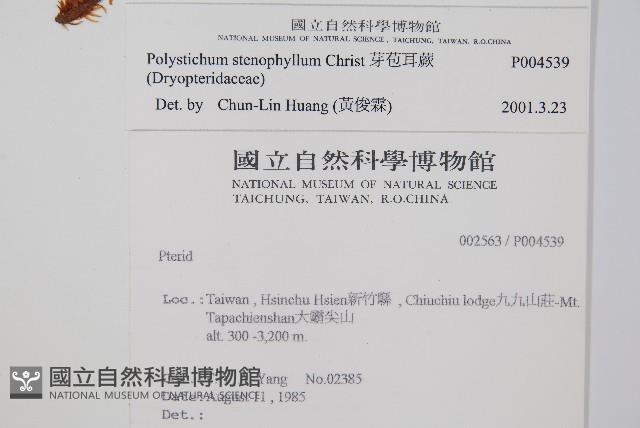 芽胞耳蕨、芽孢耳蕨藏品圖，第2張