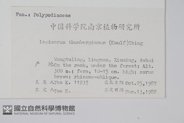 瓦葦藏品圖，第2張