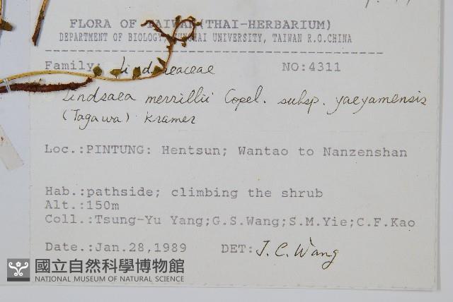 攀緣鱗始蕨藏品圖，第2張