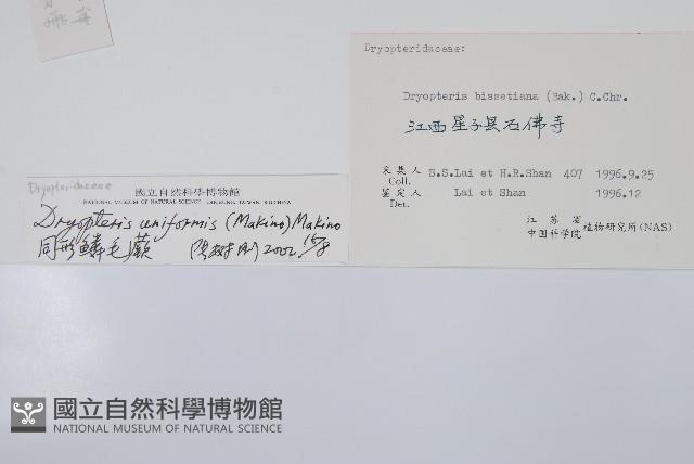 同形鱗毛蕨藏品圖，第2張