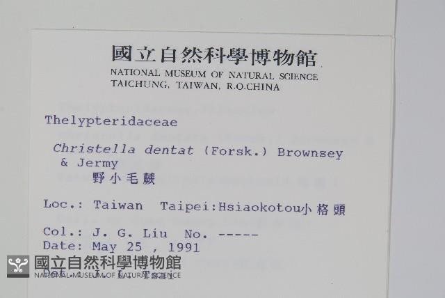 野小毛蕨藏品圖，第2張