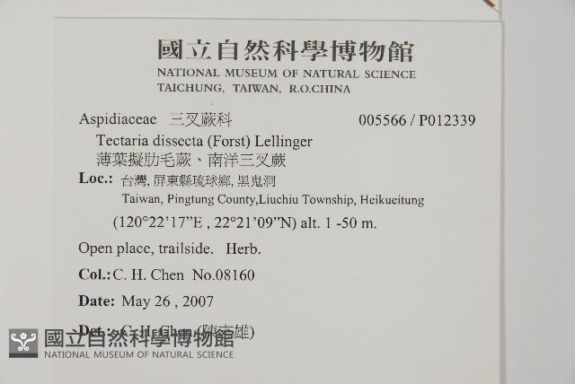 薄葉擬肋毛蕨、南洋三叉蕨藏品圖，第2張