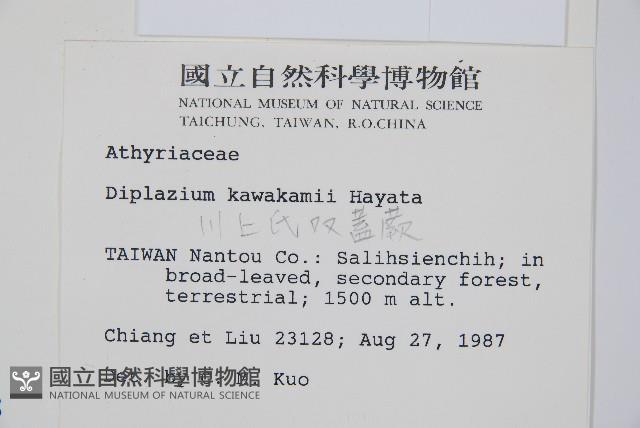 川上氏雙蓋蕨藏品圖，第2張