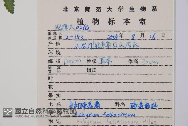 麥稈蹄蓋蕨藏品圖，第2張