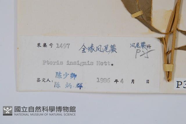 全緣鳳尾蕨藏品圖，第2張