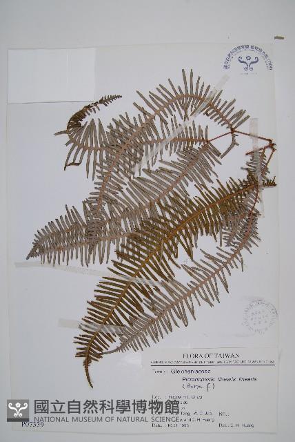 芒萁藏品圖，第1張